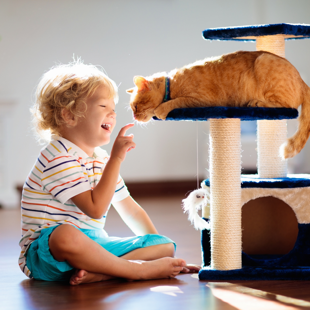 Cat Enrichment Toys