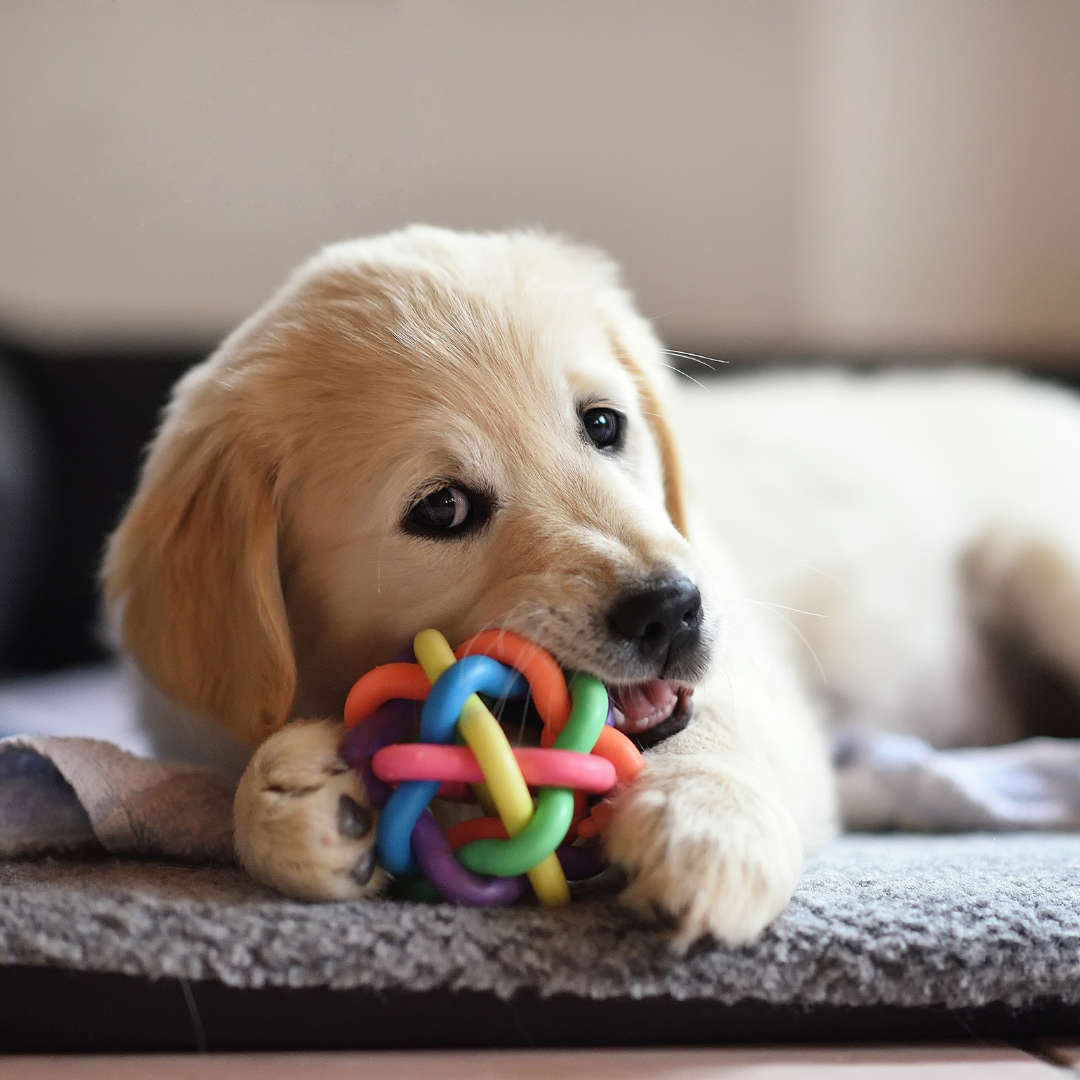 New Popular Nylon Durable Dog Chewing Toy - Zyrawave
