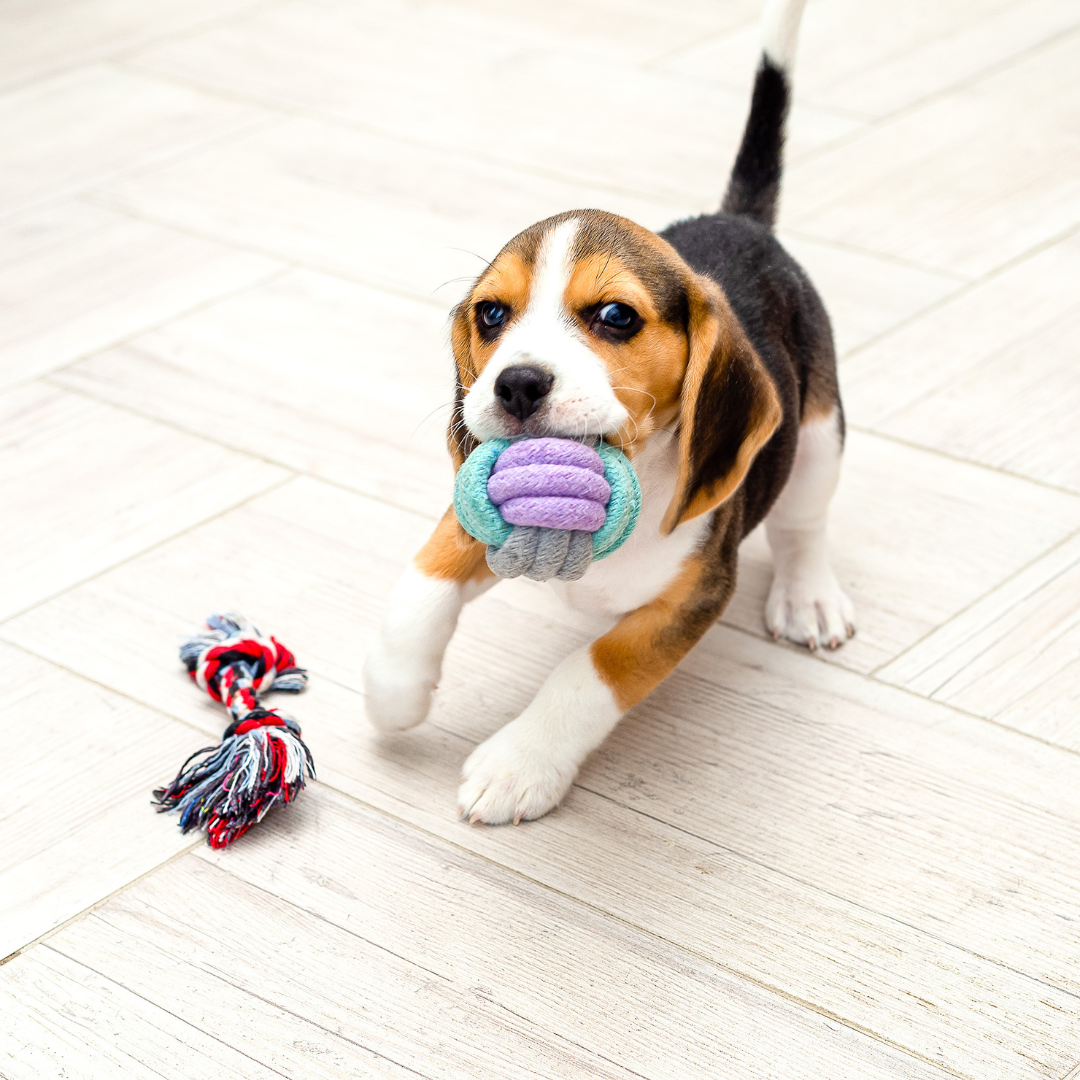 Dog Enrichment Toys