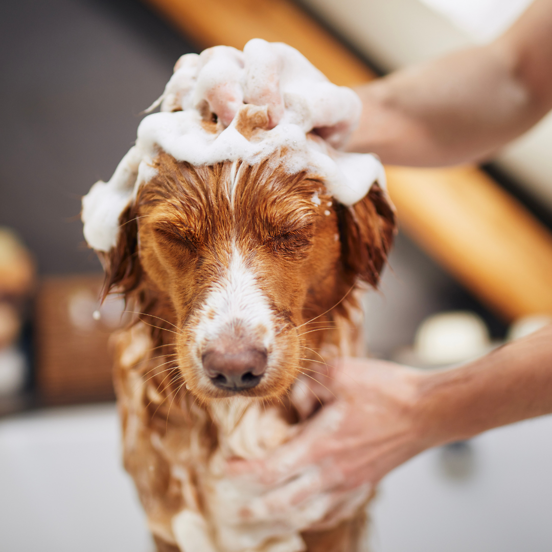 Pet Disposable Essence Dogs And Cats Clean Hair - Zyrawave