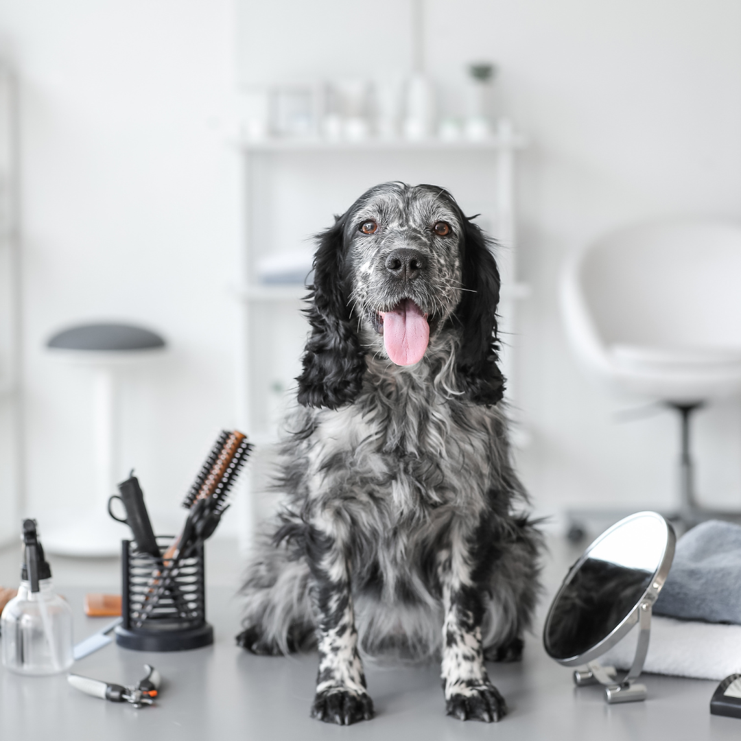 Electric Pet Hair Portable Pet Massage Cleaning Vacuum Cleaner - Zyrawave